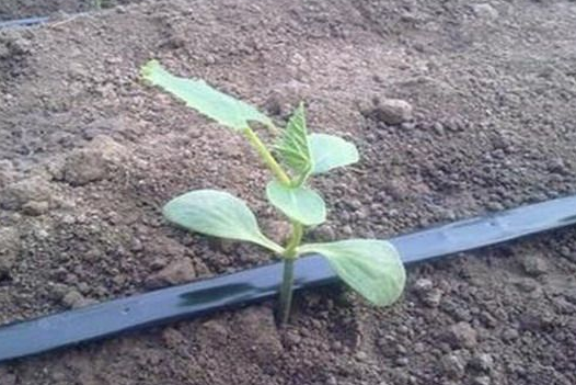 節(jié)水種植技術(shù)的管道，滴灌管道是什么原理?